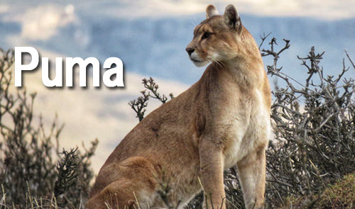 JBS 業務用 家庭用 6フィート ボールリターン ポケットビリヤードテーブル Puma/ピューマ ブラック