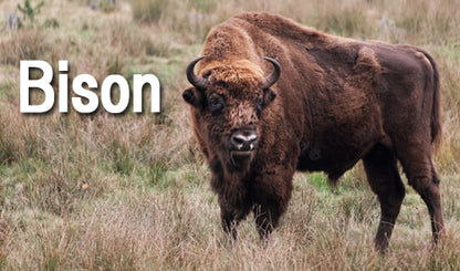 JBS 業務用 家庭用 7フィート 4in1 マルチビリヤードテーブル Bison/バイソン ブラック