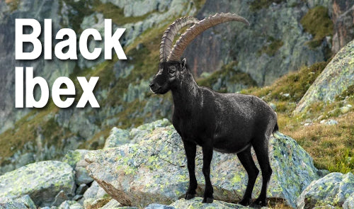 JBS 家庭用 7フィート フォルディング(折りたたみ) ポケットイン ビリヤードテーブル Black Ibex/ブラックアイベックス